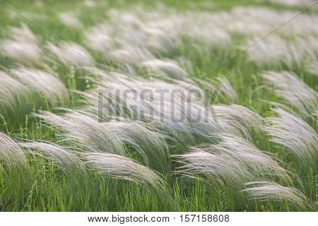 Field With Wild Grasses At Sunset. Selective Focus.