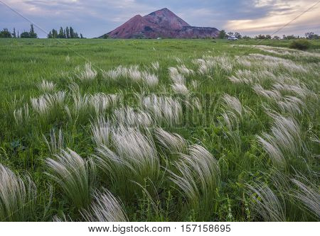 Steppe Of Feather Grass