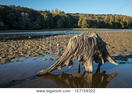 Tree stump at the lake of jaunay (Vendee, France)