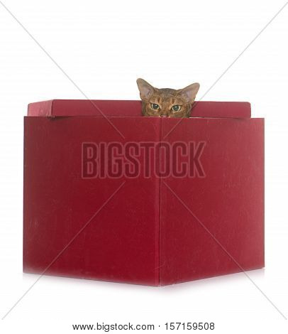 Abyssinian cat in front of white background