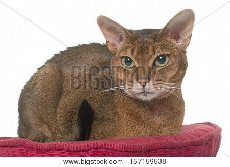 Abyssinian cat in front of white background