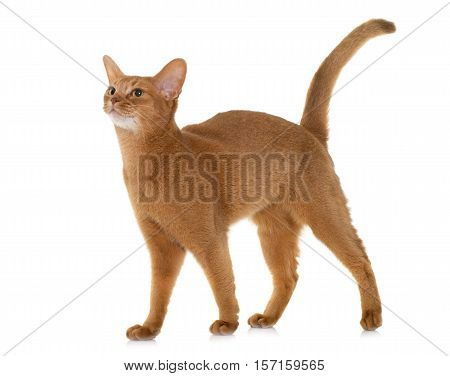 Abyssinian cat in front of white background