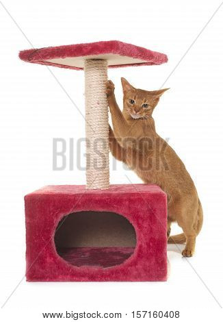 Abyssinian cat and scratching post in front of white background