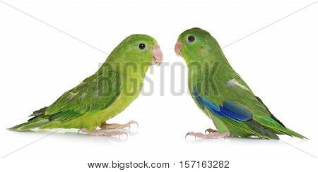 Pacific parrotlet in front of white background