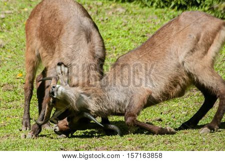 two Waterbucks horned  fighting in the meadow
