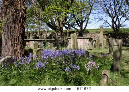 Bluebells