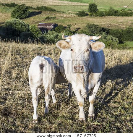 Mother Cow With Calf Grazing At The Green Meadow In Sunset