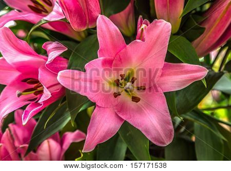 Beautiful pink lily flower close-up with green foliage at the background. Close up of an oriental tiger lilly. Pink lily close-up on a background of green leaves top view.