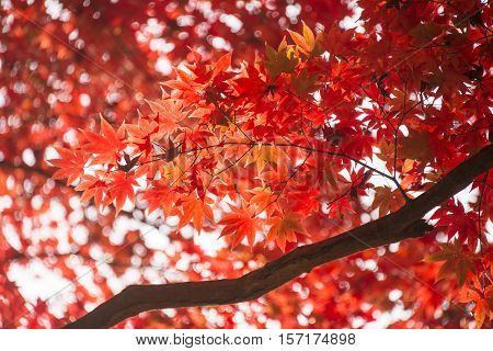 red leaves in autumn. Abstract nuture background.