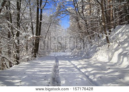 Winter forest landscape with much snow on trees and a track on snowy ground