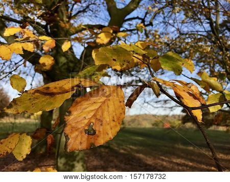 Autumn leaves on a tree