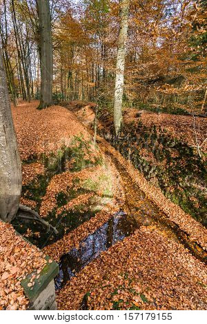 Autumn forest with tree branches and colored leaves on the ground