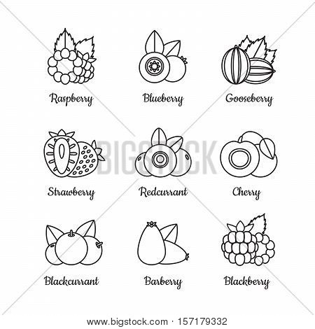 Berry line icon set. Outline. Vector illustration.