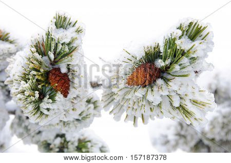 Two ripe cone on the evergreen pine