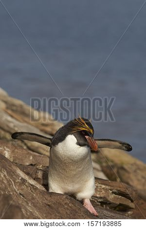 Macaroni Penguin (Eudyptes chrysolophus) on a cliff leading to the sea on Saunders Island on the Falkland Islands.