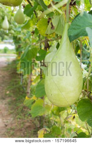 Wax gourd in green vegetable garden / wax gourd in Plantation