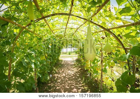 Wax gourd in green vegetable garden / wax gourd  in Plantation