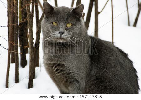 Winter. A ruffled big fat grey cat sitting in the snow. Cat -closeup.