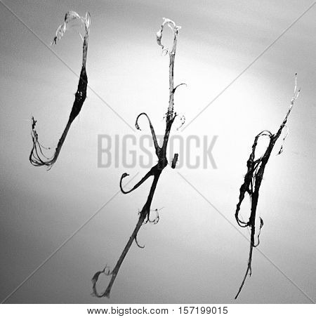 An abstract image of the branches sticking out of the water.