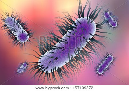 Escherichia coli bacterium, 3D illustration. Gram-negative bacterium with peritrichous flagella which is part of normal intestinal microflora and also causes enteric and other infections