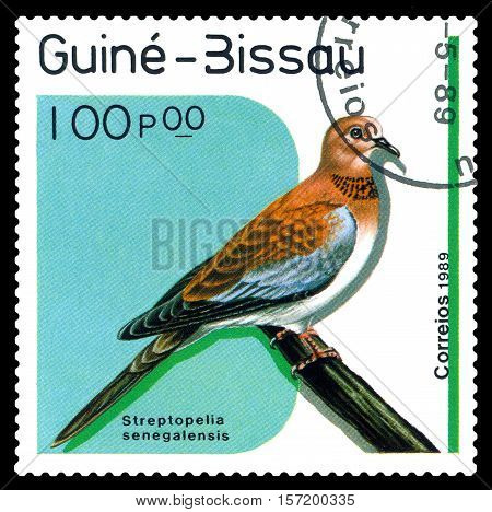 STAVROPOL RUSSIA - November 18 2016: A stamp printed by Guinea Bissau shows bird Streptopelia senegalensis Laughing dove circa 1989