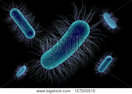 Escherichia coli bacterium, 3D illustration. Gram-negative bacterium with peritrichous flagella which is part of normal intestinal microflora and also causes enteric and other infections
