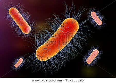 Escherichia coli bacterium, 3D illustration. Gram-negative bacterium with peritrichous flagella which is part of normal intestinal microflora and also causes enteric and other infections
