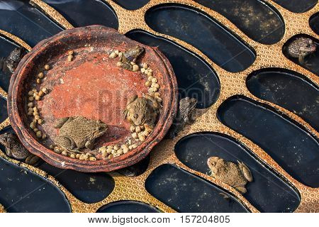 Brown frog eating happily in the pond.