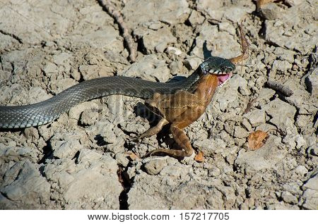 Water snake (Natrix natrix) and forest long-legged frog (Rana dalmatina) in The roles of predator and prey.