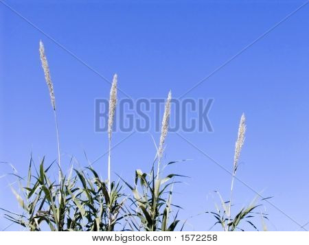 Fourgrasses