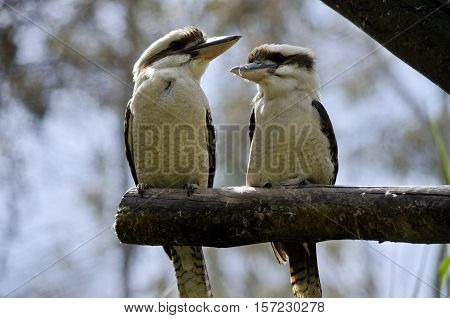 the two laughing kookaburra sitting on a branch looking at each other