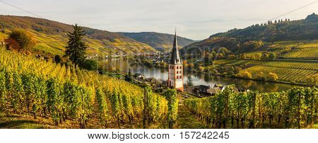 Vineyards At Merl, Germany, In Autumn