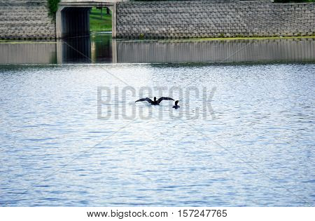 Two double crested cormorants (Phalacrocorax auritus) swim in a small lake in Joliet, Illinois during May.