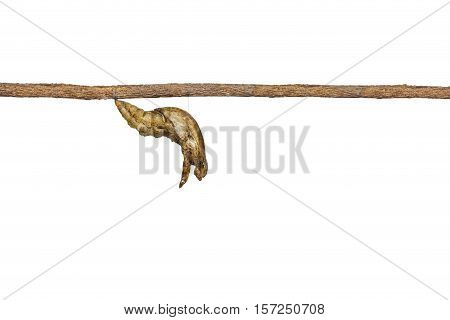 Isolated Chrysalis Of Banded Swallowtail Butterfly (papilio Demolion) Hanging On Twig