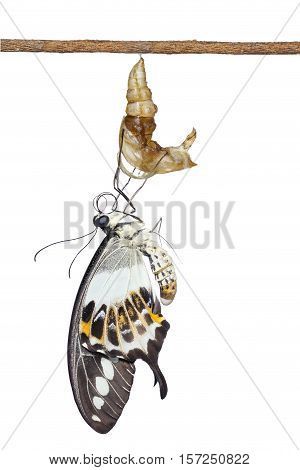 Isolated Banded Swallowtail Butterfly (papilio Demolion) Emerging From Chrysalis