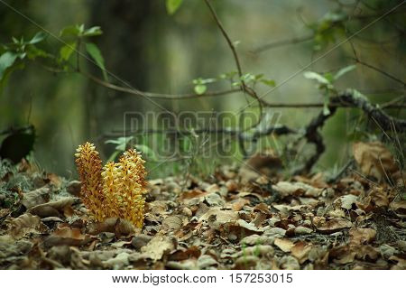 Dry leaves and flowers in the forest, bosque,