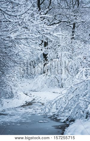 Snow-covered trees plants forest in winter filter, effect. Natural winter Christmas New Year background. Woodland snow under.