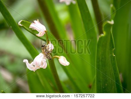 An macro image of bee on the flower.