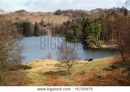 Tarn Hows, Lake District, Cumbria
