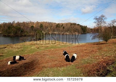 Galloway sığır Tarn Howe kuşaklı