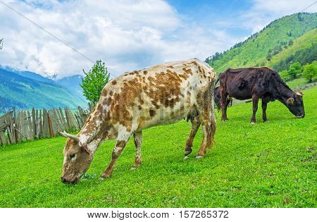 The cows are the basic agricultural animals in livestock of Upper Svaneti Georgia.