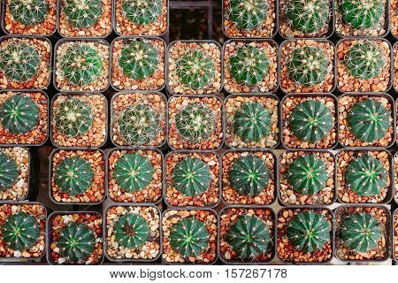 Different succulents and cactus in the black pots