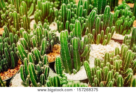Various cactus plants Group of small cactus in pot