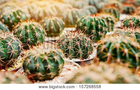 Various cactus plants Group of small cactus in the pot