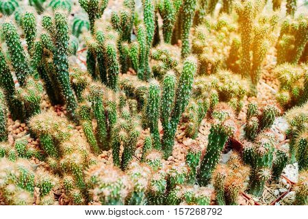 Various cactus plants Group of cactus in the pot