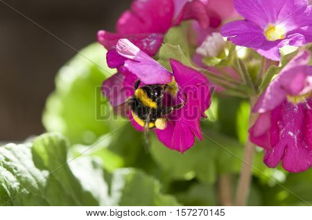 Close up of a Bumblebee sucking on a Primrose flower