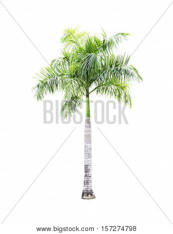 Green palm tree isolated on white background