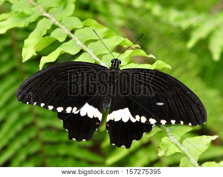 Black butterfly Papilio polytes romulus or Indian Common Mormon, the Papilionidae family