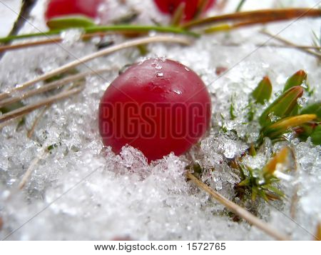 Brusinky