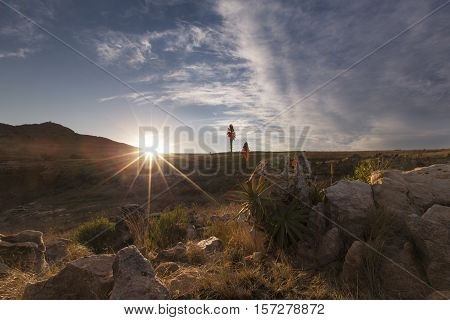 Aloe on high mountain rocks landscape sunset with cloudy skies
